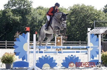 Danskavlet hest har succes i udlandet