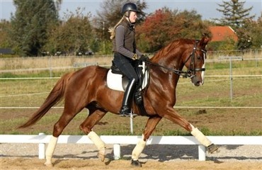 Endnu en talentfuld dansk hest til USA