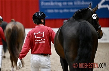 Onlineauktion over hingste og rideheste