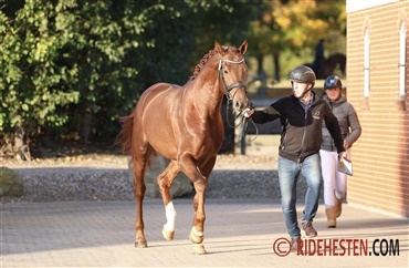 Imponerende hingste indsynet til test