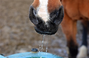 Gode m&aring;der at holde hestens vand frostfrit