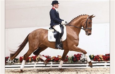 Dansk avlet hest solgt p&aring; tysk auktion