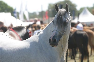 Stor hestesportsmesse i Dubai i p&aring;sken