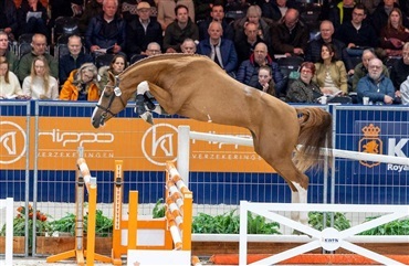 Seks pr&aelig;mierede KWPN-springhingste