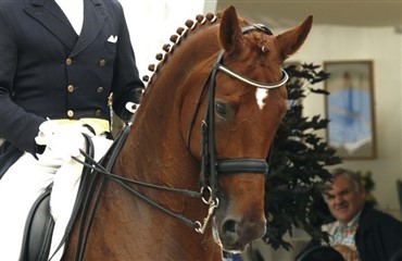 Ny hest til Adelinde Cornelissen 