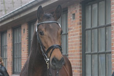 Trakehner-tr&aelig;f p&aring; Broholm