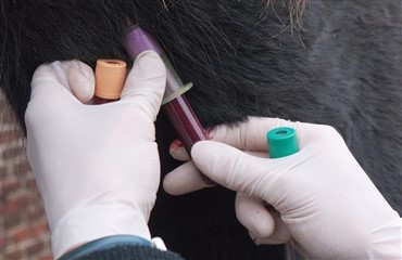 Vaccination af st&aelig;vneheste og -ponyer