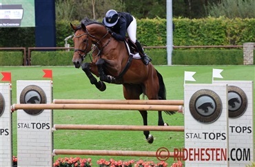 Fokus p&aring; springhesteavl