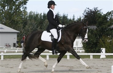 Dansk pony topper i Zwolle