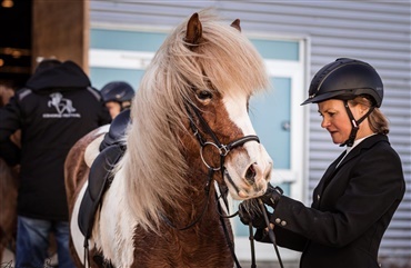 Islandske heste festede i Herning