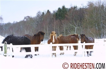 Udend&oslash;rs hold af heste i vinterperioden 