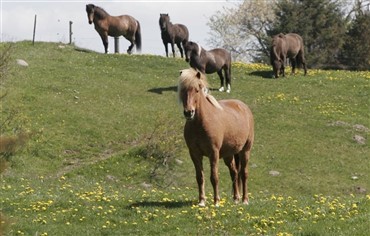 Hestecenter med islandske heste som speciale