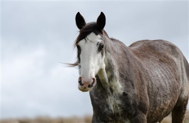Hestens V&aelig;rn bekymret for vinteren efter t&oslash;rken