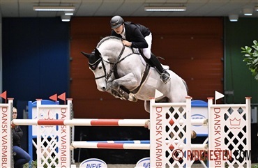 Fire nye elitehingste i Dansk Varmblod