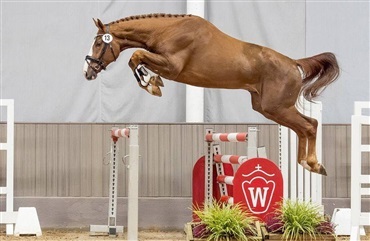 Chacco-Blue-s&oslash;n fl&oslash;j i Münster