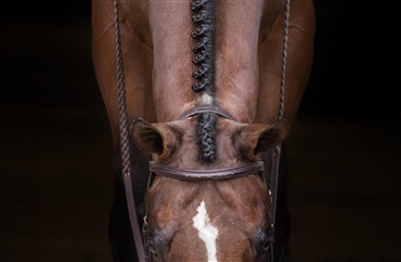 Diagnosticering og behandling af nakkesmerter hos heste