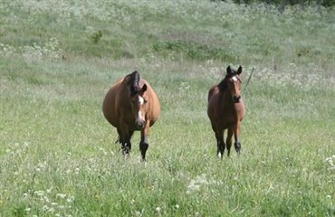 Ny forskning: Nitrat og abort hos heste