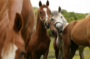 28 heste var til beskuelse og til salg 