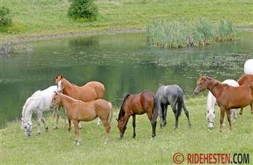 Heste i flok – og deres opf&oslash;rsel over for hinanden