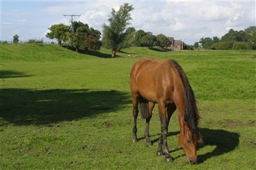 Sheryl Crow  k&aelig;mper for hestene