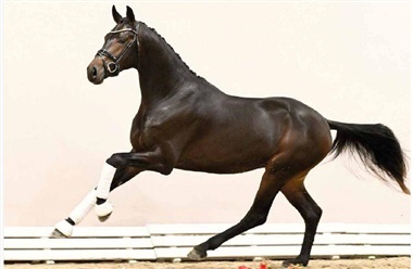 Alle Dynamic Dream-s&oslash;nner godkendt