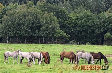 Heste fra Vieg&aring;rd er sat til salg