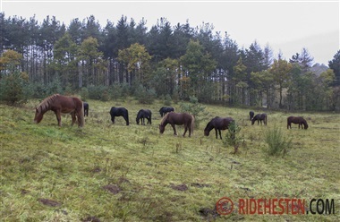 Undg&aring; overv&aelig;gt og forfangenhed