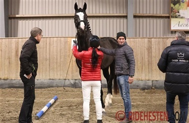 Otte hingste indsynet til 20-dages test