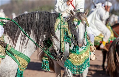 Hestebillede nomineret til verdens bedste pressefoto