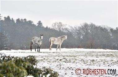Hestens trivsel og pasning i vinterm&aring;nederne