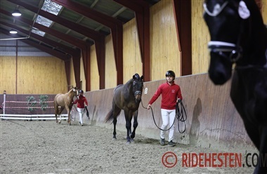 De f&oslash;rste seks hingste er udtaget
