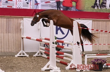 2-&aring;rs hopper og vallakker til bed&oslash;mmelse i DV