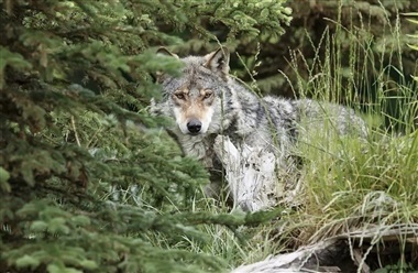 Pony dr&aelig;bt p&aring; fold: – Det er med al sandsynlighed en ulv