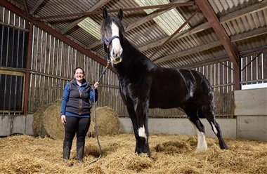 146 cm mellem verdensrekordhestene
