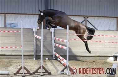 Syv springhingste gennem n&aring;le&oslash;jet til Herning