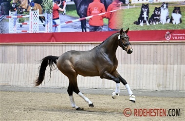 Kataloget til forbesigtigelserne er klar