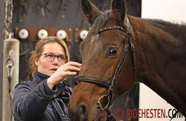 Trense og bid skal ogs&aring; tilpasses