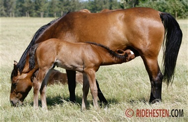 Den f&oslash;rste m&aelig;lk er afg&oslash;rende for f&oslash;llet