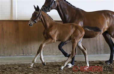 I aften afg&oslash;res DWB Show Jumping Foal Auction