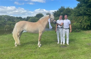 &Aring;bent hus og hingstefremvisning hos Toftens Fjordheste