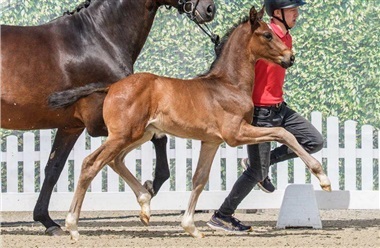 En halv million for Double Up-f&oslash;l