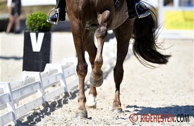 Bed&oslash;mmelse af gangarter og fremtidens dressurhest