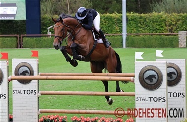 Fokus p&aring; springhesteavl