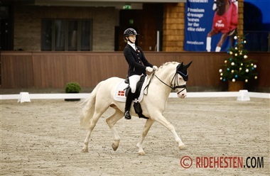 DSP samler 17 hingste til k&aring;ring i Ikast (video)