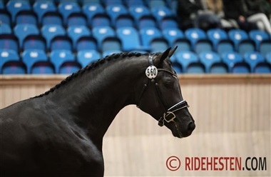 Dressurhingste med flest KWPN-f&oslash;l i 2025