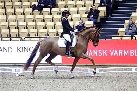 DV Hingstekåring Herning (opdateres løbende)