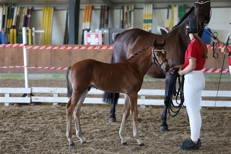 DV Springdag region 1 og region 2 Riders Cup