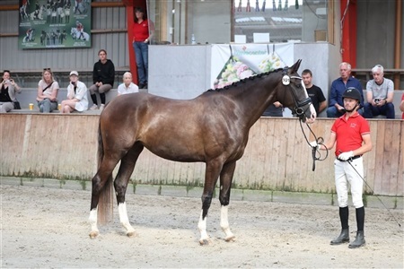 DV Sadelkåring dressur region 1 Hillerød Sportsrideklub