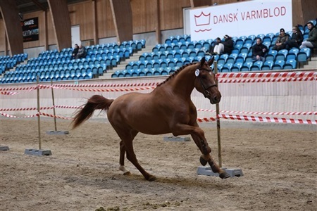 DV løsspringning Vilhelmsborg
