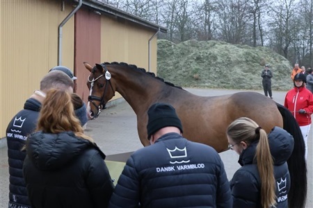 DV Forbesigtigelse Solrød Rideklub